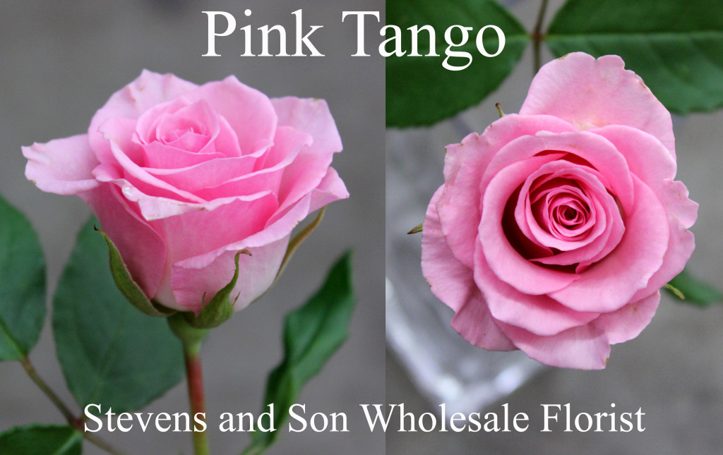 Pink Tango - Photo Credit Allison Linder