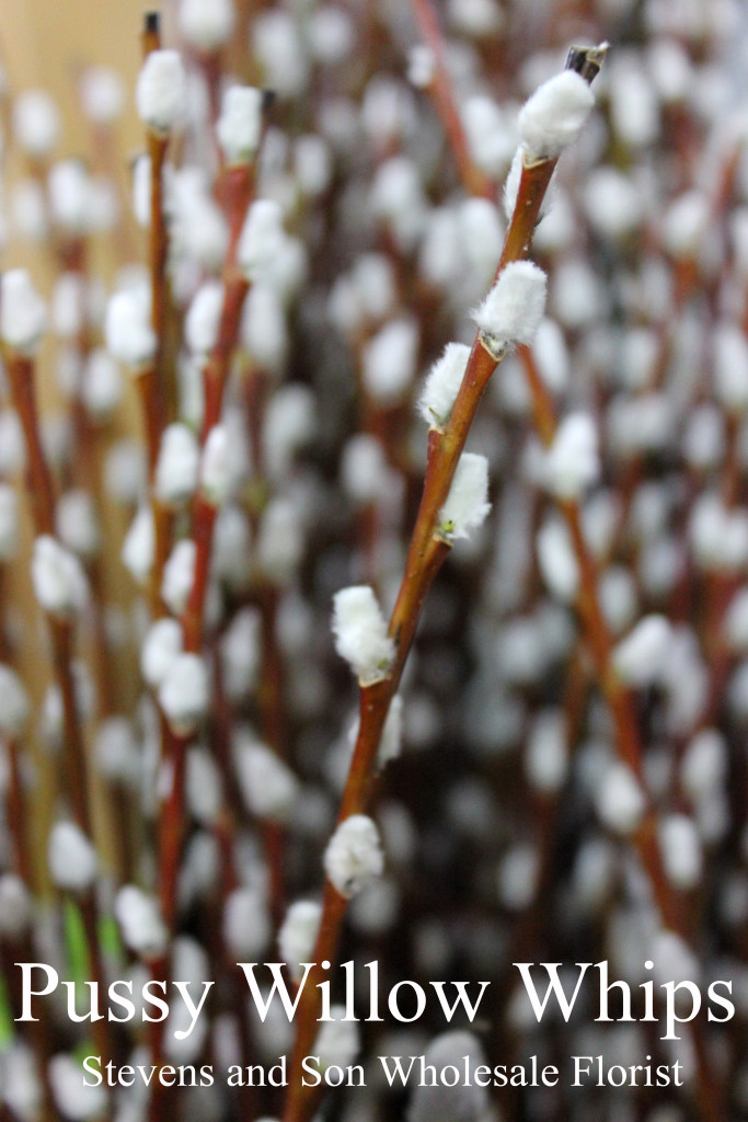 Pussy Willow Whips - Detail - Photo Credit Allison Linder