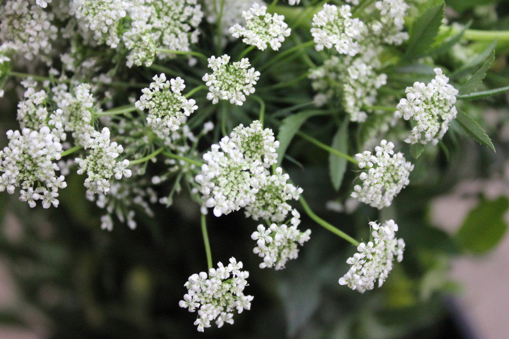 Queen Anne's Lace - Detail - Photo credit Allison Linder