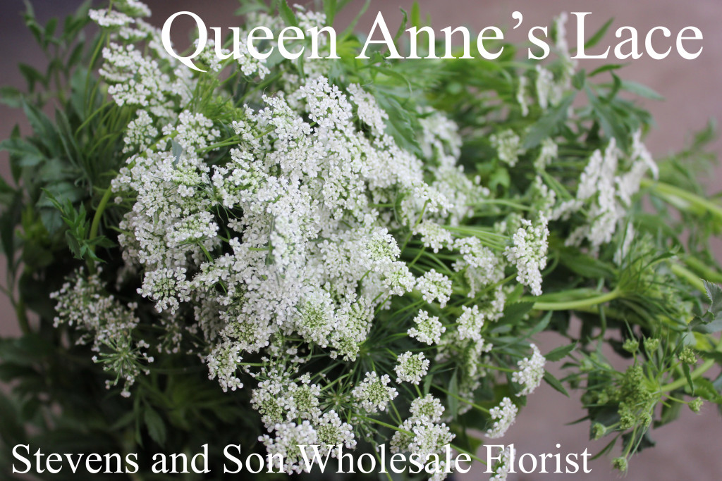 Queen Anne's Lace - Photo Credit Allison Linder
