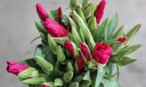 Raspberry Godetia - Photo Credit Allison Linder