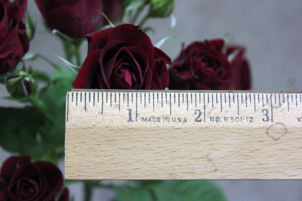 Rubicon - Measured - Photo Credit Allison Linder