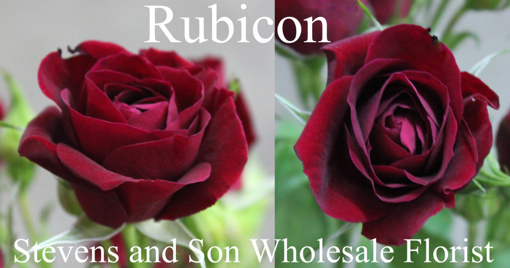 Rubicon - Photo Credit Allison Linder