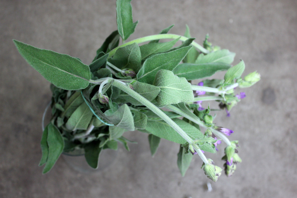 Sage - 1 - Photo Credit Allison Linder
