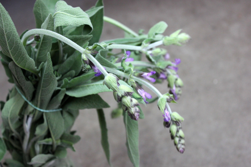 Sage - Flower - Photo Credit Allison Linder
