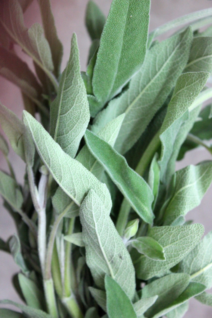 Sage - Leaves - Photo Credit Allison Linder