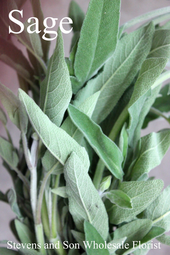 Sage - Photo Credit Allison Linder