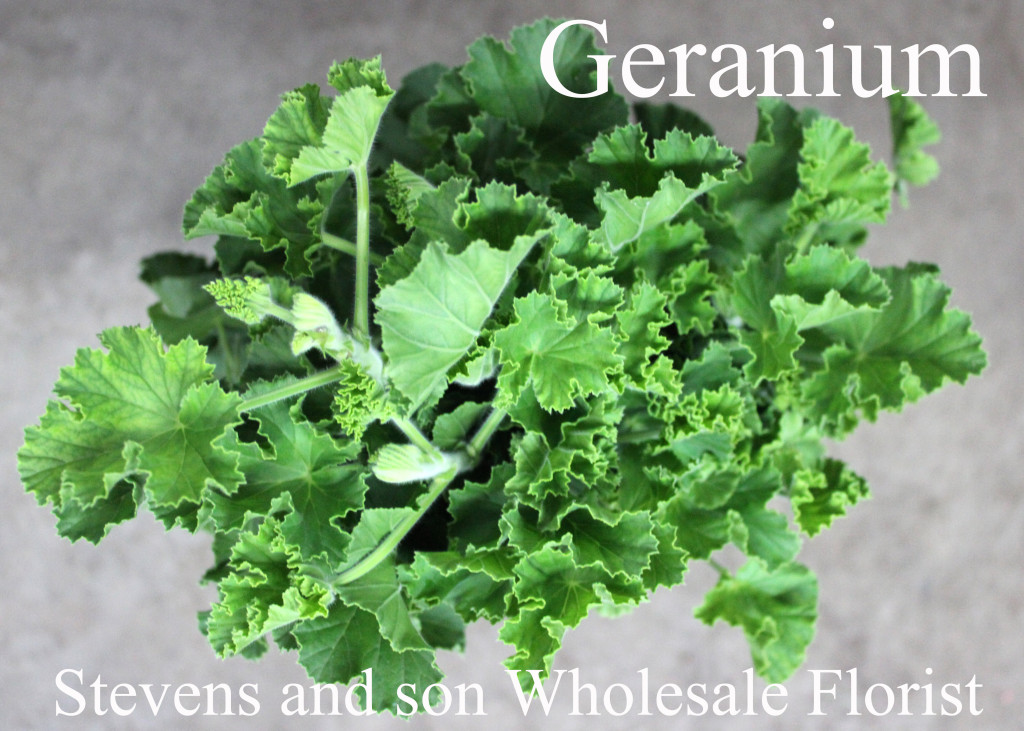Scented Geranium - Photo Credit Allison Linder