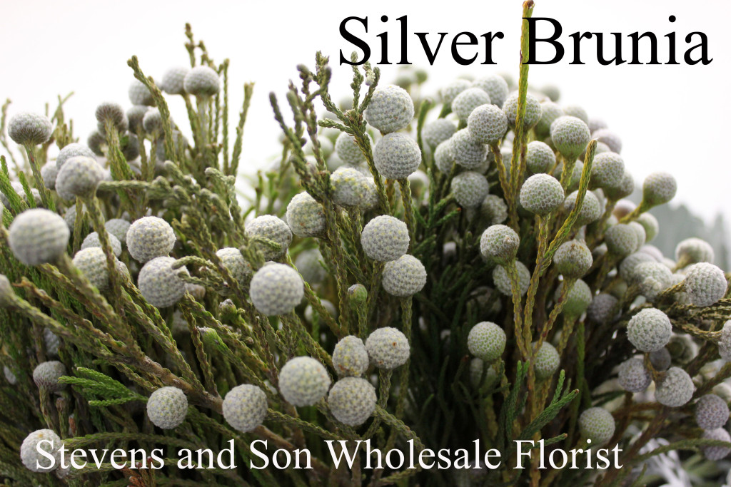 Silver Brunia - Photo Credit Allison Linder