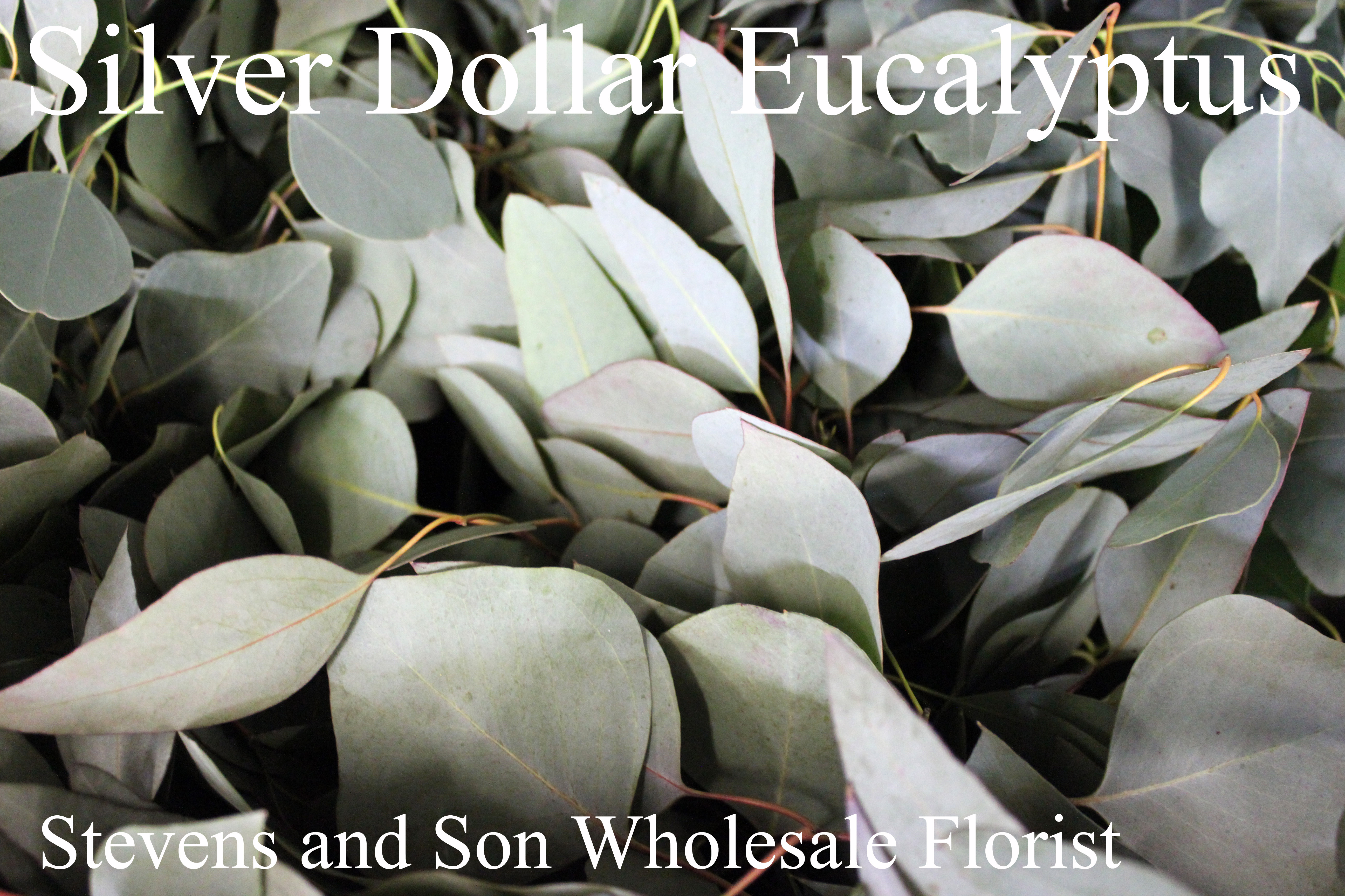 Eucalyptus Stevens and Son Wholesale Florist