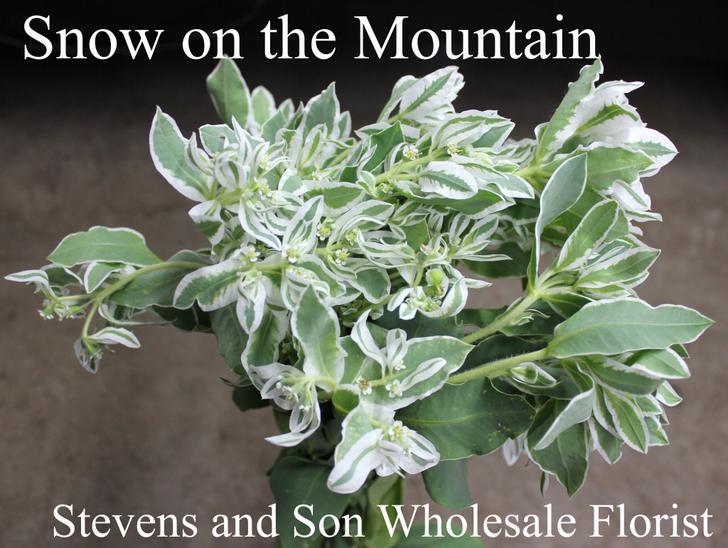 Snow on the Mountain - Photo Credit Allison Linder