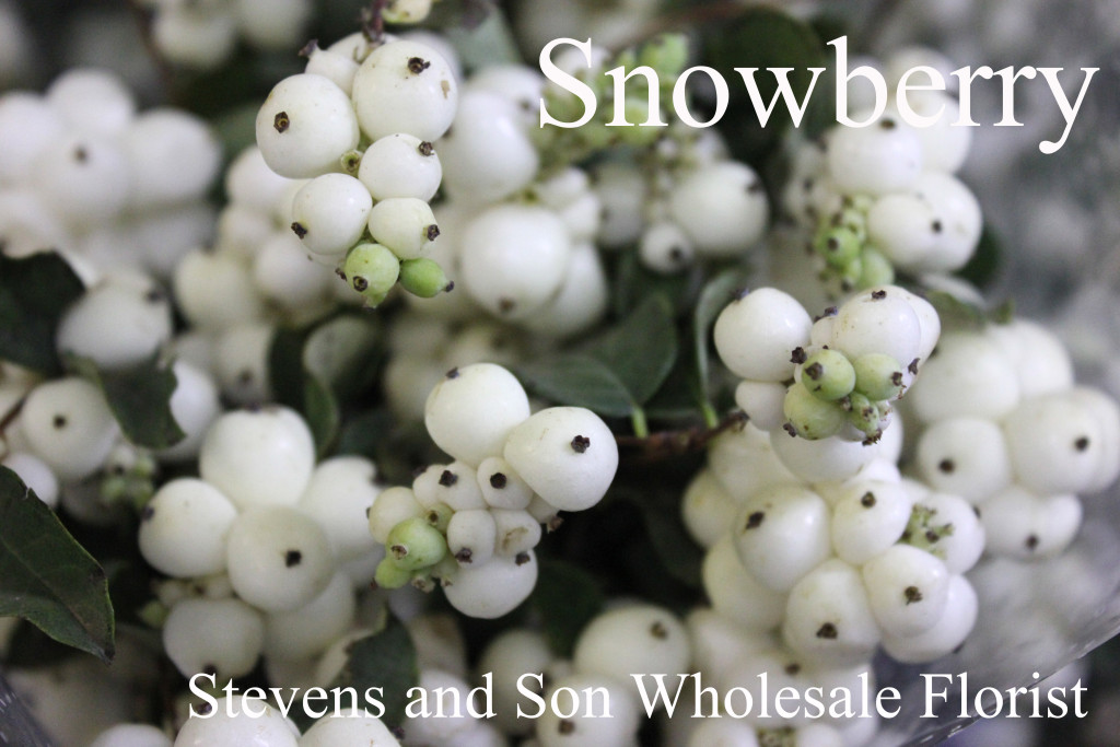 Snowberry - Photo credit Allison Linder
