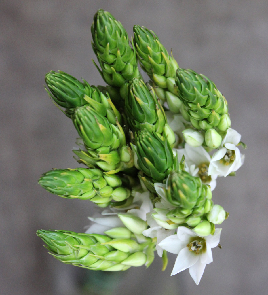 Star of Bethlehem - Aerial View - Photo Credit Allison Linder