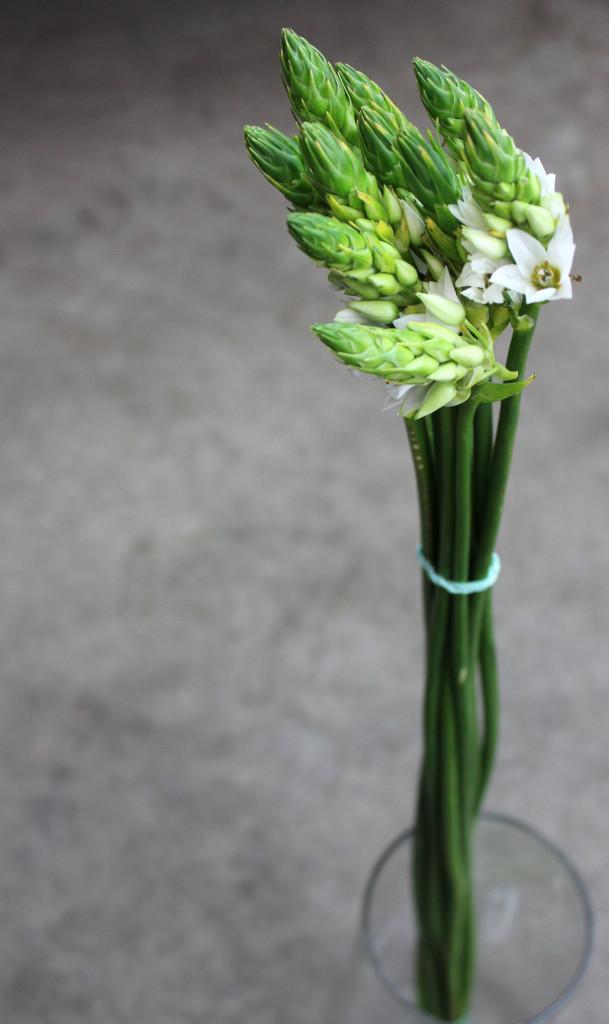 Star of Bethlehem - Length - Photo Credit Allison Linder