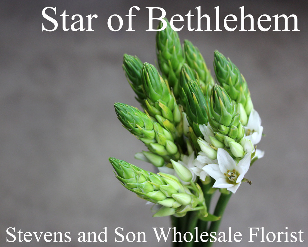 Star of Bethlehem - Photo Credit Allison Linder