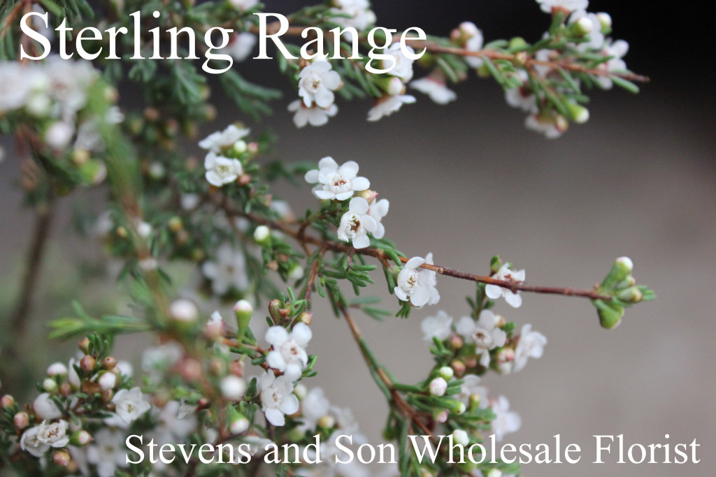 Sterling Range - Photo Credit Allison Linder