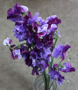 Sweet Pea - Bi Color Lav Purp - Photo Credit Allison Linder