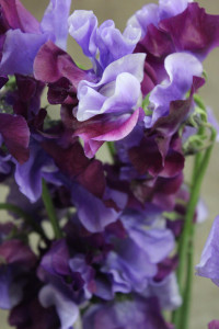 Sweet Pea - Bi Color Purple Lav Detail - Photo Credit Allison Linder