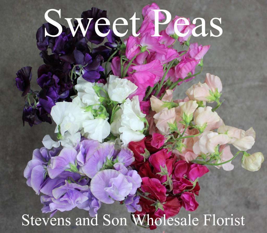 Sweet Pea - Group Aerial View - Photo credit Allison Linder - Copy