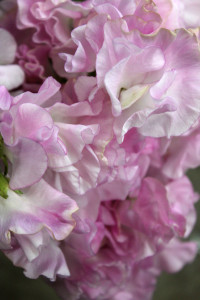 Sweet Pea - Lt Pink Detail - Photo Credit Allison Linder