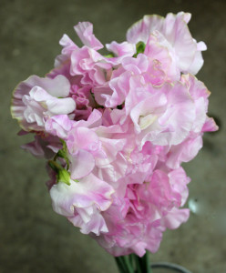 Sweet Pea - Lt Pink - Photo Credit Allison Linder