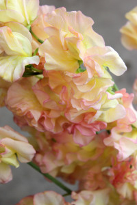 Sweet Pea - Peach Detail - Photo Credit Allison Linder