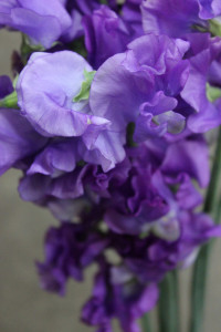 Sweet Pea - Purple Detail - Photo Credit Allison Linder