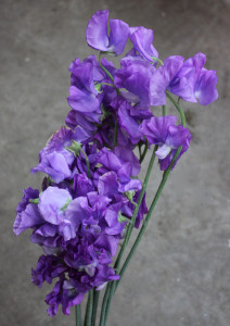 Sweet Pea - Purple - Photo Credit Allison Linder