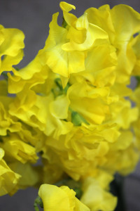 Sweet Pea - Yellow Detail - Photo Credit Allison Linder