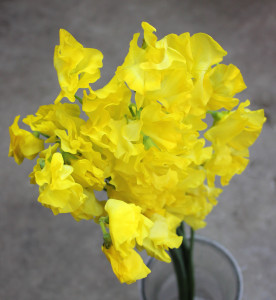 Sweet Pea - Yellow - Photo credit Allison Linder
