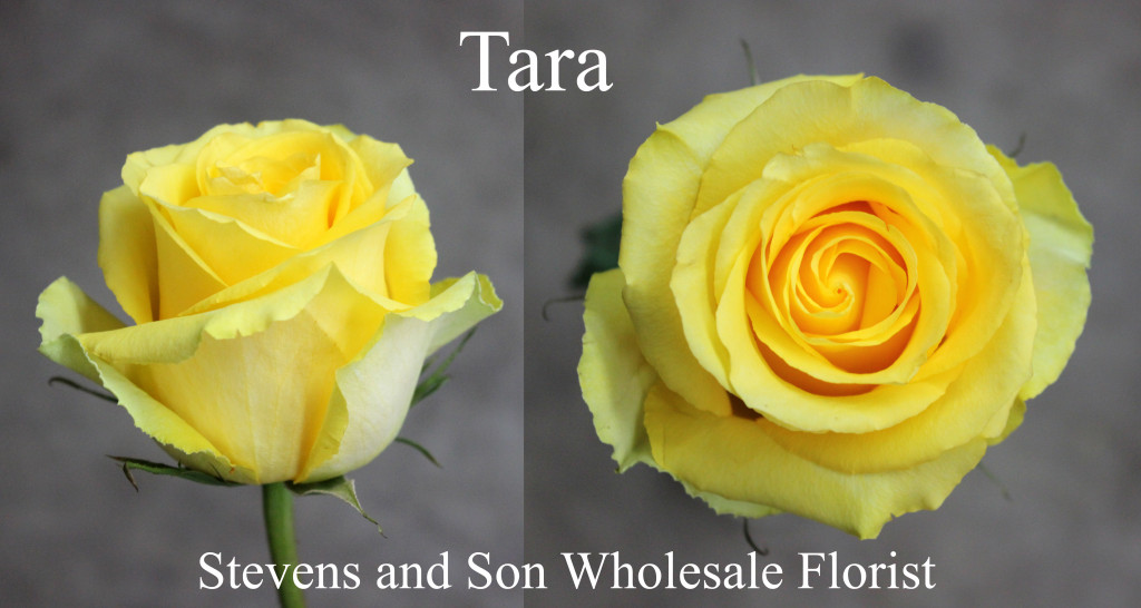 Tara - Photo Credit Allison Linder