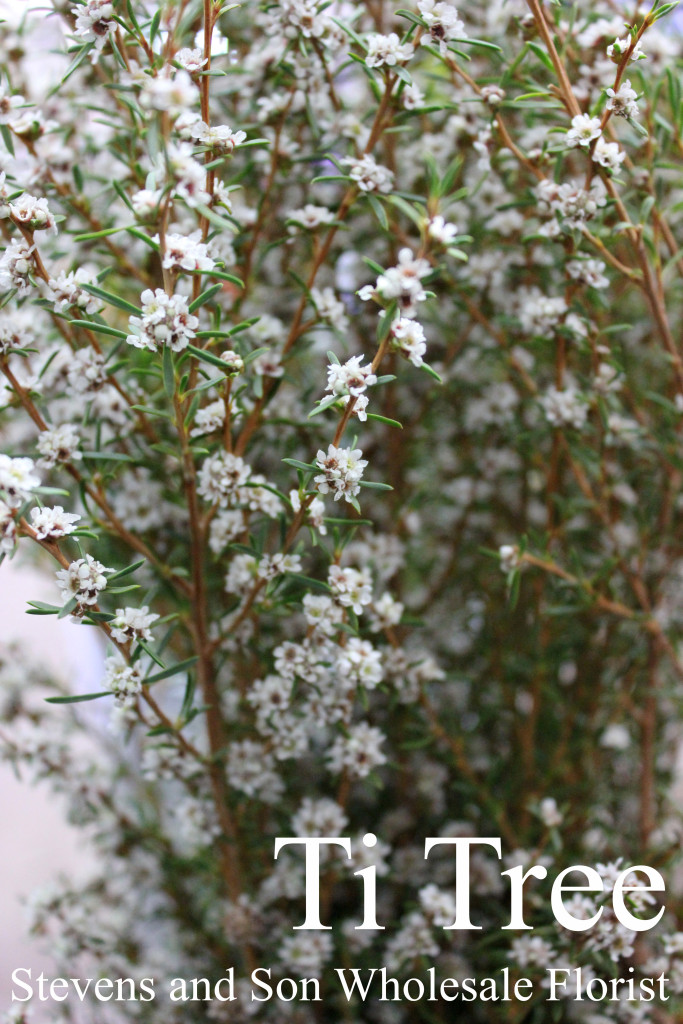 Ti Tree - Photo Credit Allison Linder