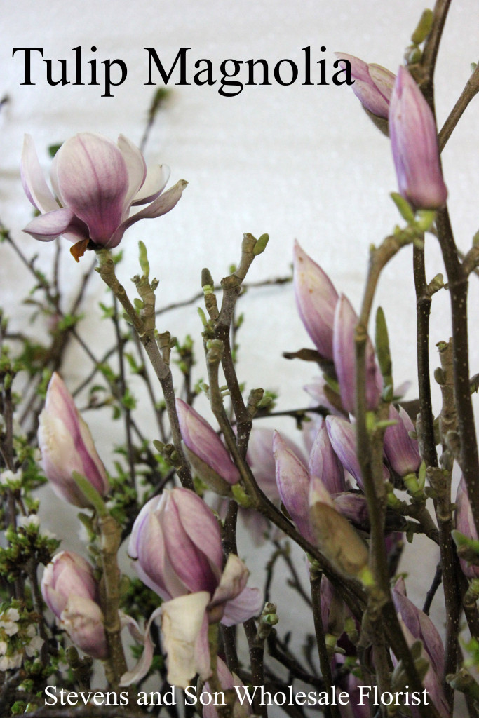 Tulip Magnolia - Photo Credit Allison Linder