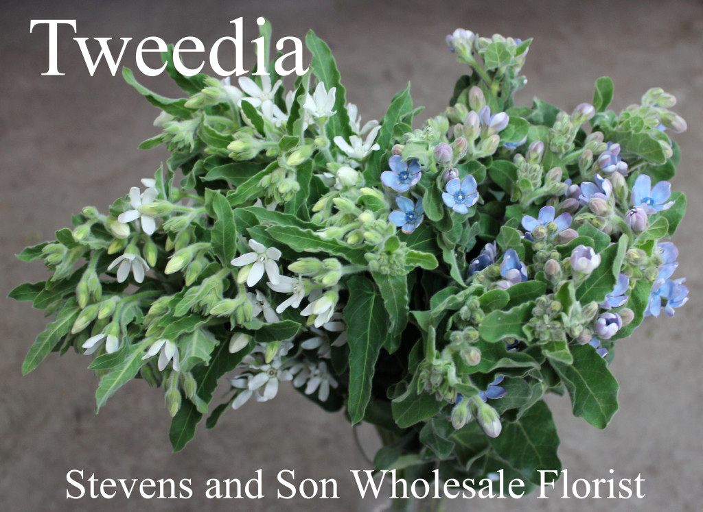 Tweedia - Photo Credit Allison Linder copy