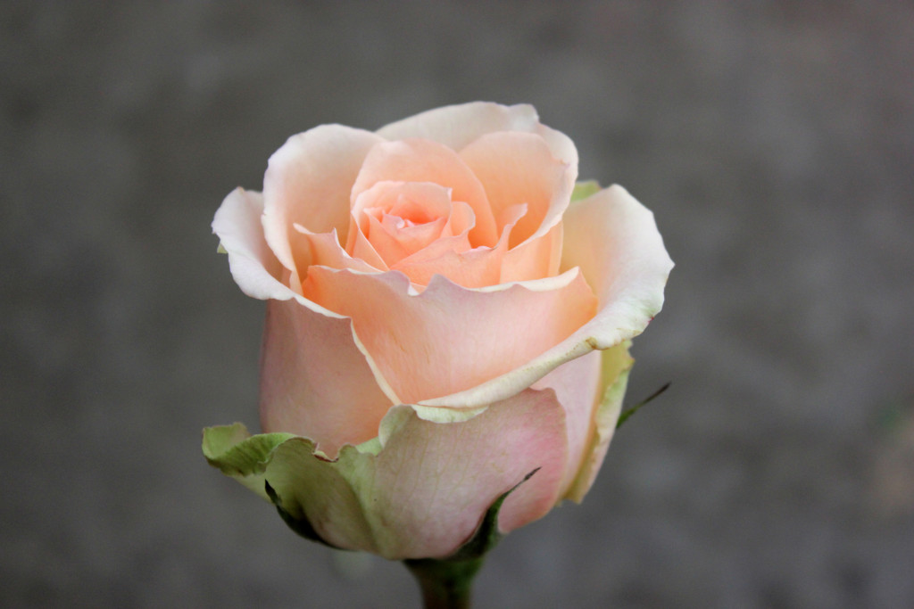 Versilia Stevens and Son Wholesale Florist