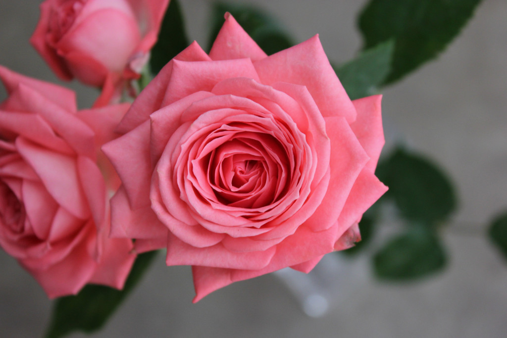 Barbados Stevens and Son Wholesale Florist