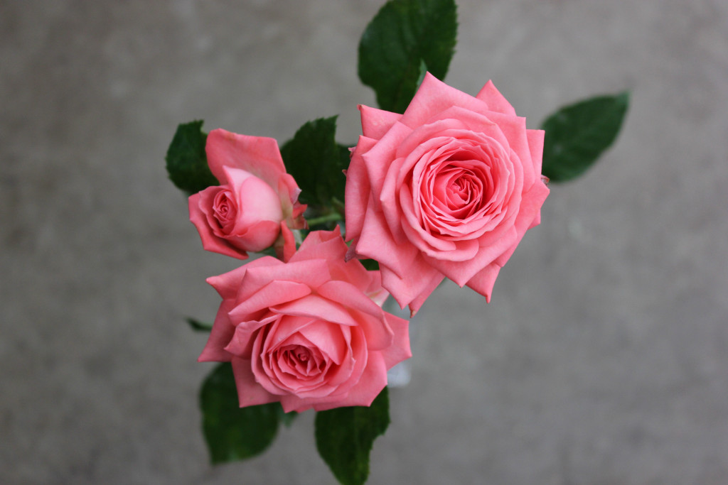 Barbados Stevens and Son Wholesale Florist