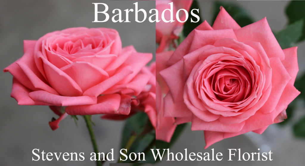 Spray Roses | Stevens and Son Wholesale Florist
