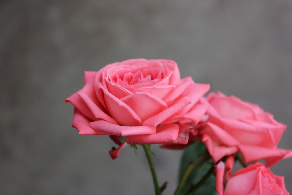 Barbados Stevens and Son Wholesale Florist