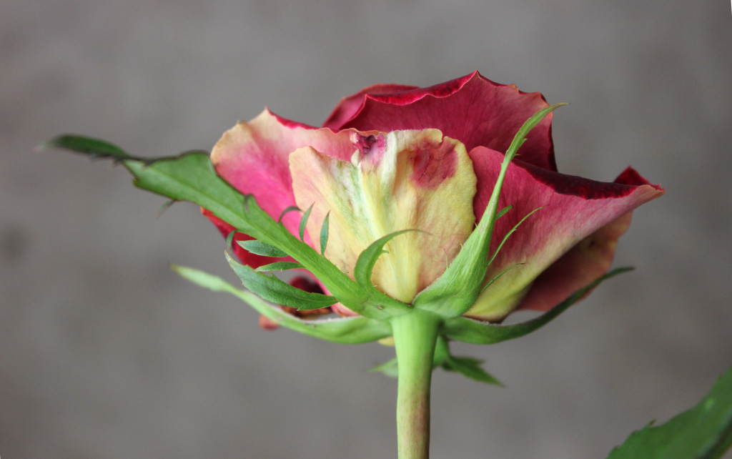 Black Beauty - Detail - Photo Credit Allison Linder