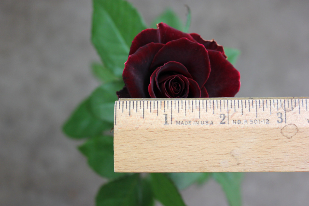 Black Beauty - Measured - Photo Credit Allison Linder