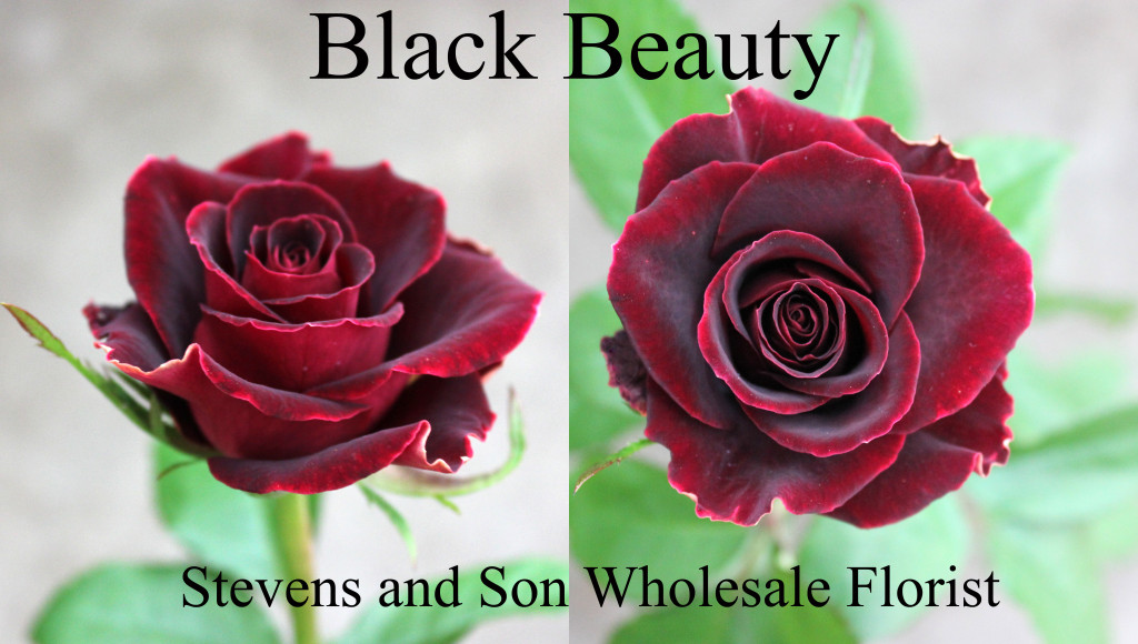 Black Beauty - Photo Credit Allison Linder