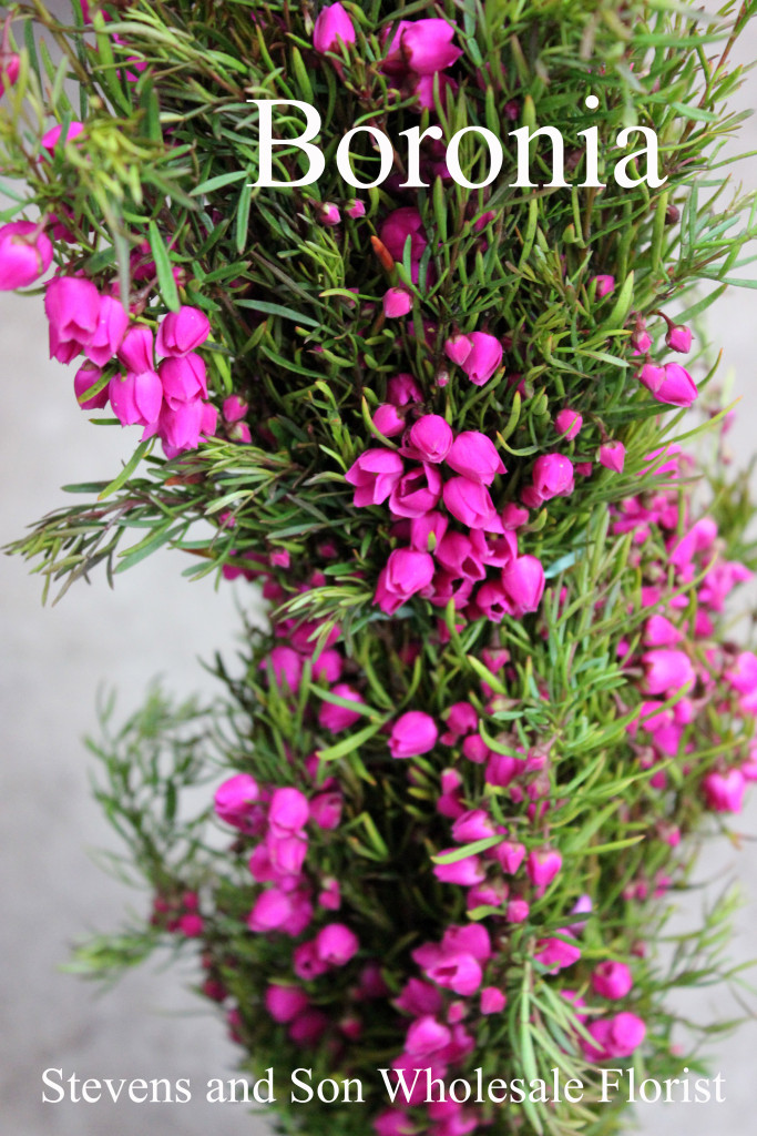 Boronia - Photo Credit Allison Linder