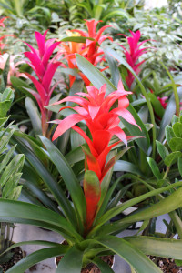 Bromeliad - Photo Credit Allison Linder
