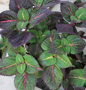 Coleus - Photo Credit Allison Linder'