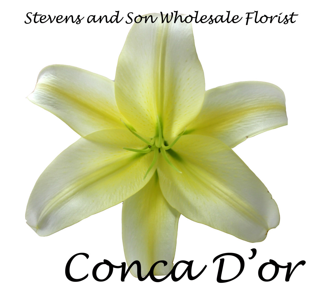 Conca D'or - Photo Credit Allison Linder