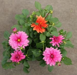 Dahlia 6 in. Plants - Aerial - Photo Credit Allison Linder