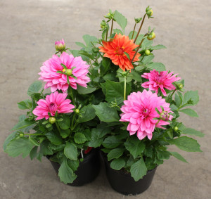 Dahlia Stevens 6 in. Plant - Side - Photo Credit Allison Linder