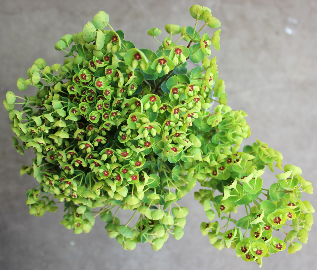 Dogeye Euphorbia - Aerial - Photo Credit Allison Linder