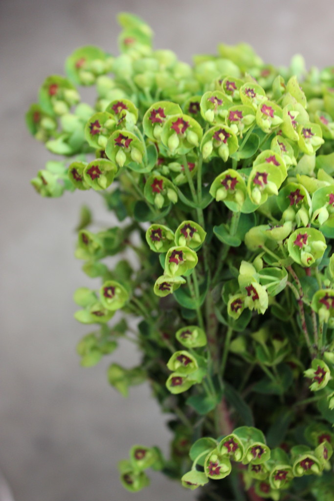 Dogeye Euphorbia - Detail - Photo Credit Allison Linder